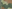 German flecktarn