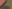 English Oak Camo