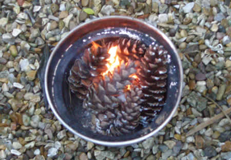 Fir cones used as fuel