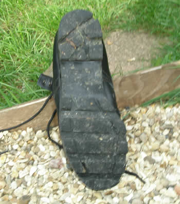 Panama sole